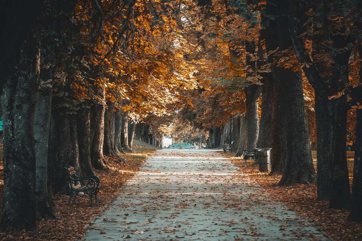 Plastic surgery Royal | Plastic surgery Osijek